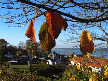 GRØNNINGEN - LYSTRUP STRAND, EFTERÅR 2019 GRØNNINGEN - LYSTRUP STRAND, EFTERÅR 2019